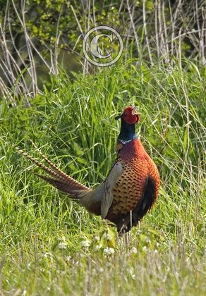 Crowing  Pheasant